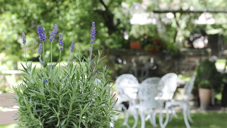 Ein potted Lavendel mit lila Blüten im Vordergrund. Im Hintergrund sind einige weiße Stühle und ein grüner Garten zu sehen.