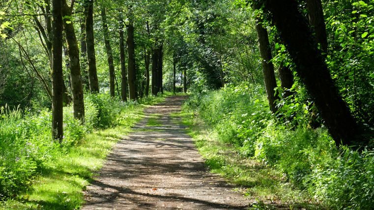 Ein ruhiger Weg durch einen grünen Wald, umgeben von Bäumen. Das Sonnenlicht fällt sanft auf den Boden und schafft eine friedliche Atmosphäre.