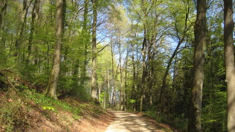 Ein sonniger Waldweg mit hohen Bäumen und frischem Grün.
