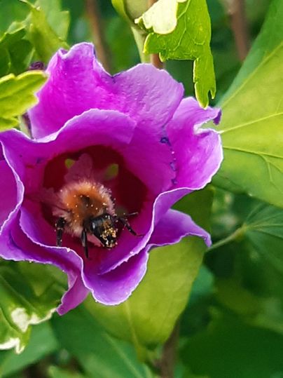Eine lila Blüte mit einer Biene darin. Die Blätter umgeben die Blüte und verleihen der Szene einen frischen Eindruck.