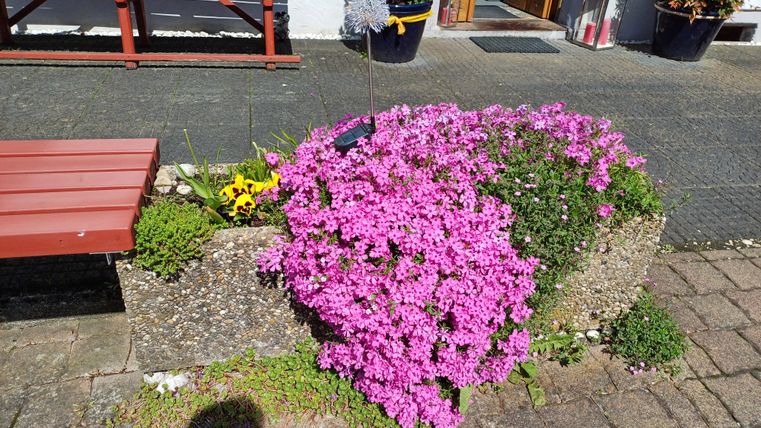Ein blühender Blumenbeet mit leuchtend pinken und gelben Blumen. Im Hintergrund sind eine Bank und ein Eingangsbereich zu sehen.