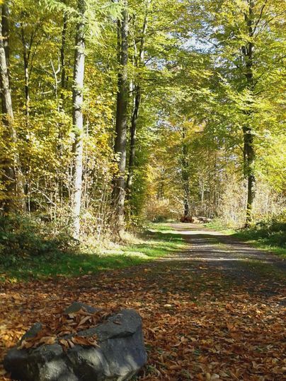 Ein malerischer Waldweg mit buntem Herbstlaub. Ein großer Stein liegt am Wegesrand.
