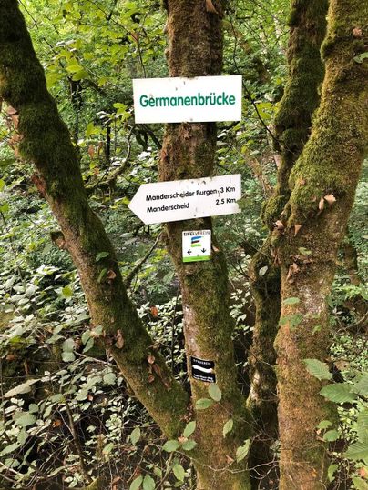Ein Baum mit mehreren Wegweisern im Wald. Die Schilder zeigen die Richtung zur Germanenbrücke und zu den Manderscheider Burgen.