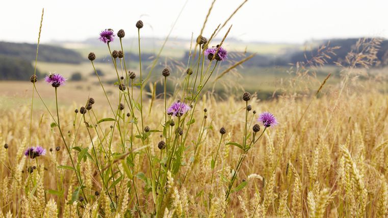 Ein Feld mit goldenem Getreide und lila Blüten im Vordergrund. Im Hintergrund sind sanfte Hügel zu sehen.