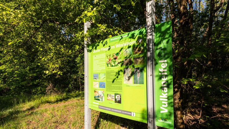 Ein Informationsschild steht im Grünen Wald. Es beschreibt die Flora im Windeborn und zeigt verschiedene Pflanzenarten.