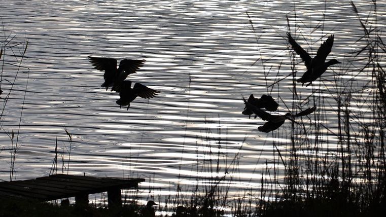 Ein ruhiger See mit sanften Wellenreflexionen. Vögel fliegen über das Wasser und sorgen für eine lebendige Atmosphäre.