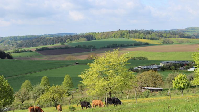Eine idyllische Landschaft mit sanften Hügeln und weiten Wiesen. Einige Kühe grasen friedlich unter Bäumen.