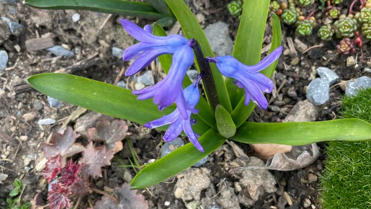 Eine lila Blume mit langen Blättern wächst am Boden. Im Hintergrund sind einige grüne Pflanzen zu sehen.