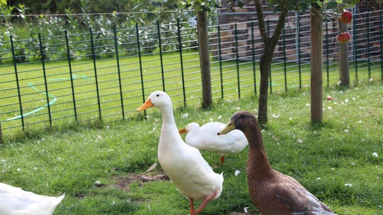 Drei Enten laufen in einem grünen Garten. Im Hintergrund sind einige Bäume und ein Zaun zu sehen.