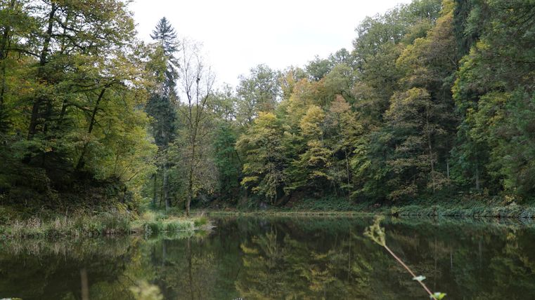 Ein ruhiger See umgeben von buntem Herbstlaub. Die Bäume spiegeln sich sanft im Wasser.