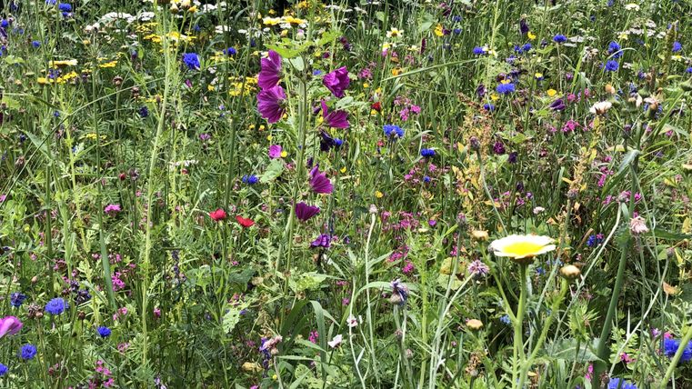 Eine bunte Blumenwiese mit verschiedenen Wildblumen in lila, blau und gelb. Die Wiese strahlt eine lebendige und natürliche Schönheit aus.