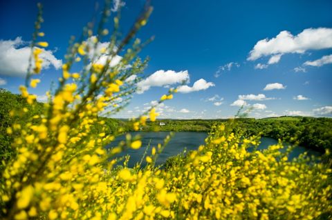 Blick auf das Weinfelder Maar mit gelbem Ginster im Vordergrund und blauem Himmel im Hintergrund.