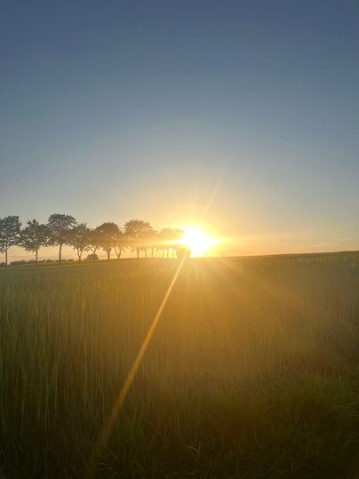 Ein Sonnenuntergang über einem Feld mit Bäumen im Hintergrund. Die Sonne strahlt hell am Horizont.