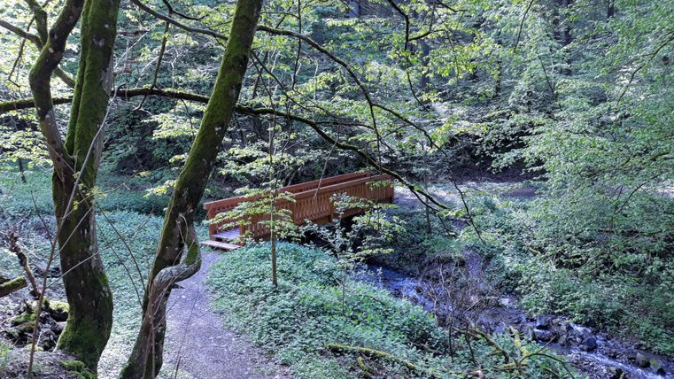 Eine ruhige Waldlandschaft mit einem kleinen Holzbrücke über einem klaren Bach. Üppiges Grün umgibt den Pfad und die Brücke.
