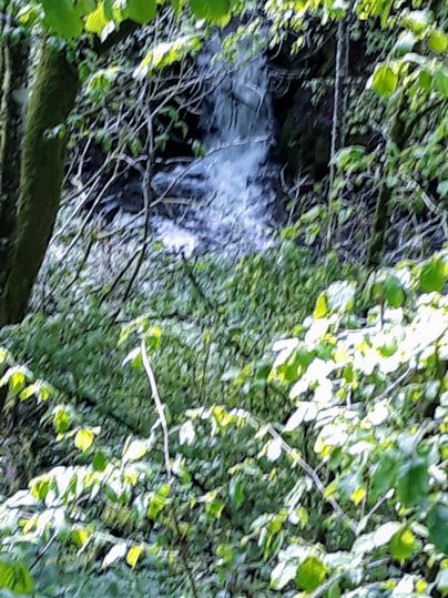 Ein kleiner Wasserfall, umgeben von dichtem grünen Laub und Bäumen. Die beruhigenden Wassergeräusche sind in der ruhigen Umgebung zu hören.