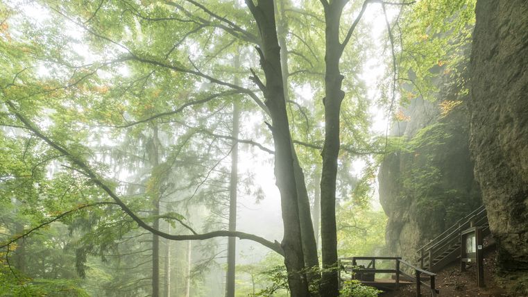 Eingang zur Buchenlochhöhle im Wald mit Bäumen und Nebel.