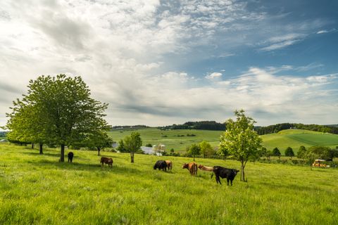 Grüne Wiese mit Kühen und Bäumen unter bewölktem Himmel.