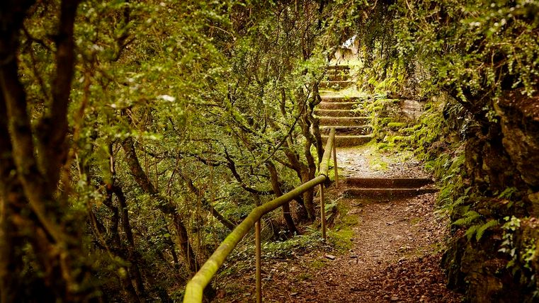 Ein schmaler Pfad führt durch einen grünen Wald, umgeben von Bäumen und Sträuchern. Treppenstufen sind sichtbar, die den Weg nach oben leiten.
