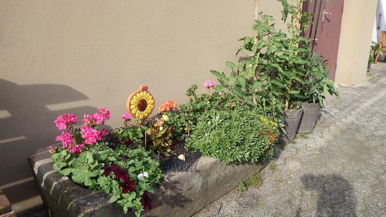 Ein blühendes Blumenbeet mit bunten Blumen wie Geranien und Zinnien. Die Pflanzen stehen entlang einer Mauer auf einem gepflasterten Weg.