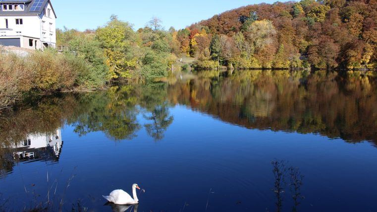 Ein ruhiger See mit einem Schwänen, umgeben von buntem Herbstlaub. Ein weißes Haus spiegelt sich im Wasser.