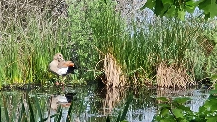 Eine Ente sitzt am Ufer eines ruhigen Teiches, umgeben von hohem Gras und Pflanzen. Die Szene ist grün und friedlich.