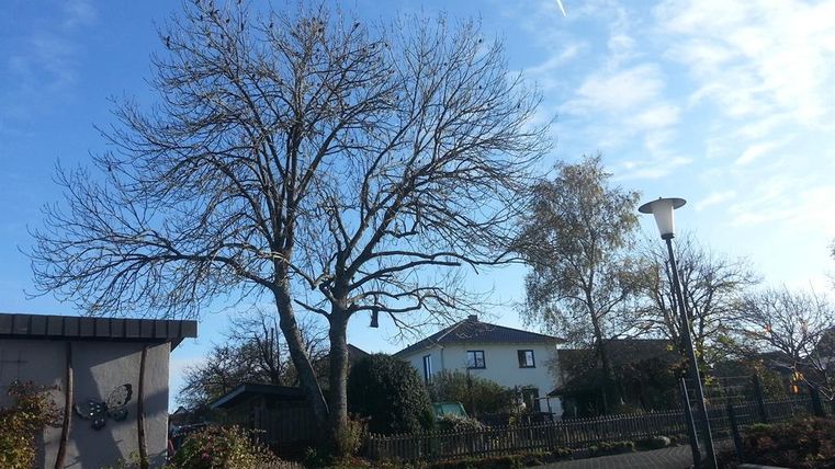Ein ruhiger Wohnbereich mit einem großen, kahlen Baum und einem blauen Himmel. Im Hintergrund sind einige Häuser und ein Laternenpfahl sichtbar.