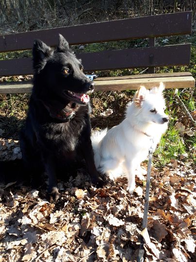 Zwei Hunde sitzen auf einem mit Laub bedeckten Boden. Der schwarze Hund lächelt, während der weiße Hund ruhig daneben sitzt.