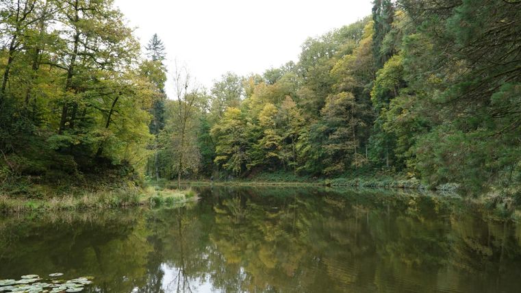 Ein ruhiger Teich umgeben von Bäumen in herbstlichen Farben. Die Landschaft spiegelt sich sanft im Wasser wider.