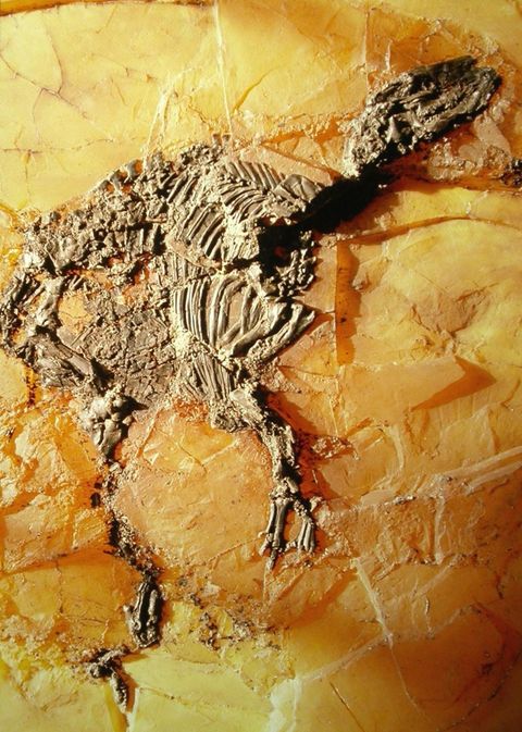 Ein gut erhaltenes Dinosaurierfossil auf bernsteinfarbenem Gestein. Die Überreste zeigen die Skelettstruktur des Tieres.
