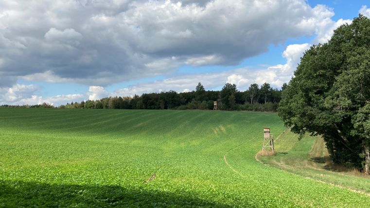 Grüne Wiese mit Hochsitzen und Wald im Hintergrund unter blauem Himmel mit Wolken.