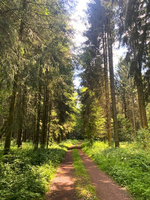 Ein sonniger Waldweg mit hohen Bäumen und grünem Unterholz.