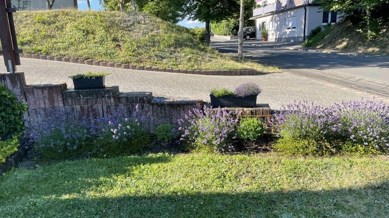 Ein schöner Garten mit lila Blumen und grünen Sträuchern. Im Hintergrund ist eine ruhige Straße und einige Bäume zu sehen.