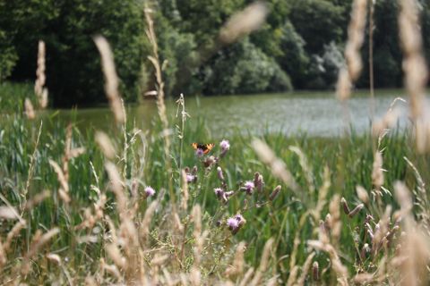 Ein ruhiger See unter einem klaren blauen Himmel. Grüne Ufervegetation spiegelt sich im Wasser wider.