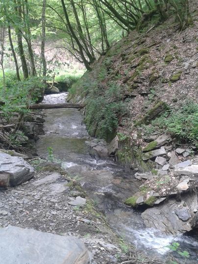 Ein kleiner Bach fließt durch einen grünen Wald. Die Ufer sind von Felsen und Pflanzen umgeben.