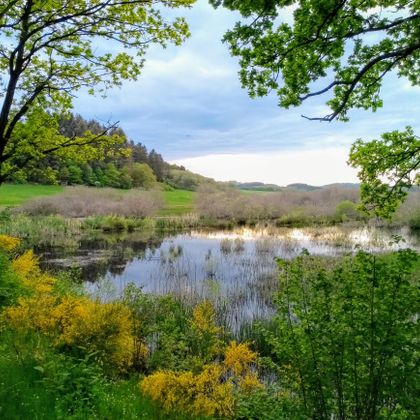 Ein ruhiger See umgeben von Bäumen und bunten Sträuchern. Die Landschaft ist grün und friedlich, ideal für Naturliebhaber.