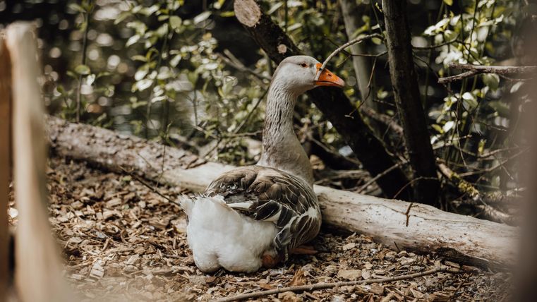 Eine Gans sitzt auf dem Boden zwischen Bäumen und Holzstücken. Der Hintergrund ist grün und natürlich.