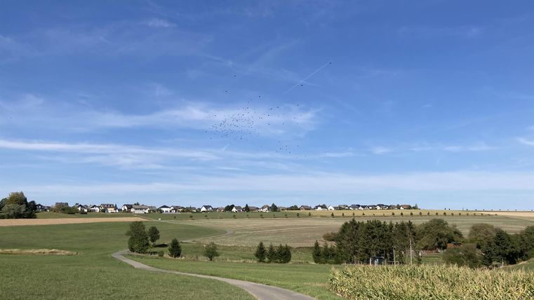 Eine malerische Landschaft mit einem geschwungenen Weg, der durch die Felder führt. Der Himmel ist klar und blau, mit einigen Häusern in der Ferne.