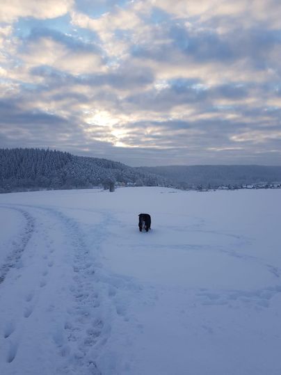 Ein Hund spielt im frischen Schnee auf einem weiten, winterlichen Feld. Der Himmel ist bewölkt und der Sonnenaufgang ist zu sehen.