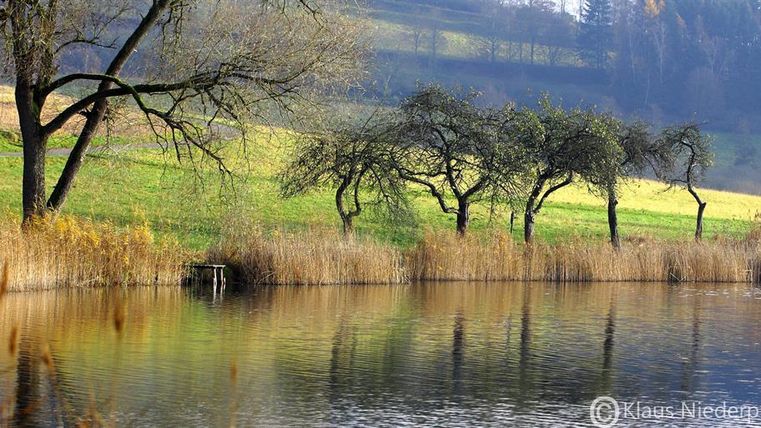 Ein ruhiger Teich umgeben von Bäumen und hohen Gräsern. Die sanfte Landschaft im Hintergrund verleiht dem Bild eine friedliche Atmosphäre.