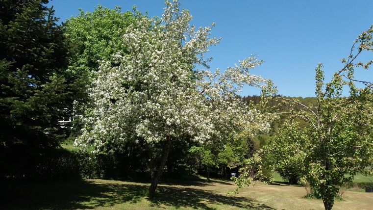 Ein blühender Baum in einem grünen Park bei strahlend blauem Himmel. Die Umgebung ist friedlich und grün, ideal für einen Spaziergang.