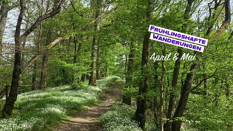 Ein schöner Waldweg umgeben von frischem, grünem Laub und weißen Blumen. Das Bild vermittelt eine fröhliche Frühlingsatmosphäre.