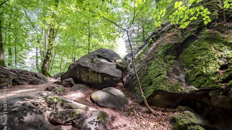 Ein malerischer Waldweg mit großen, moosbedeckten Felsen. Das Bild zeigt üppige grüne Bäume und einen einladenden Naturraum.