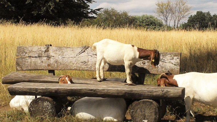 Eine Ziegenfamilie steht auf einer Holzbank in einer ländlichen Umgebung. Die Wiese im Hintergrund ist hoch und grün.