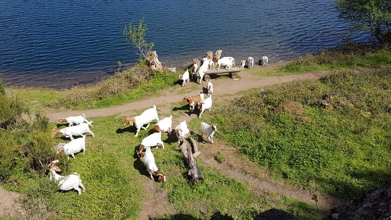 Eine Gruppe von Ziegen grast am Ufer eines Gewässers. Der Hintergrund zeigt grünes Gras und einen klaren blauen Himmel.
