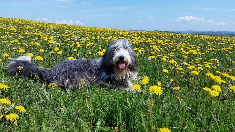 Ein Hund liegt entspannt in einem blühenden Löwenzahnfeld. Der Himmel ist klar und blau.