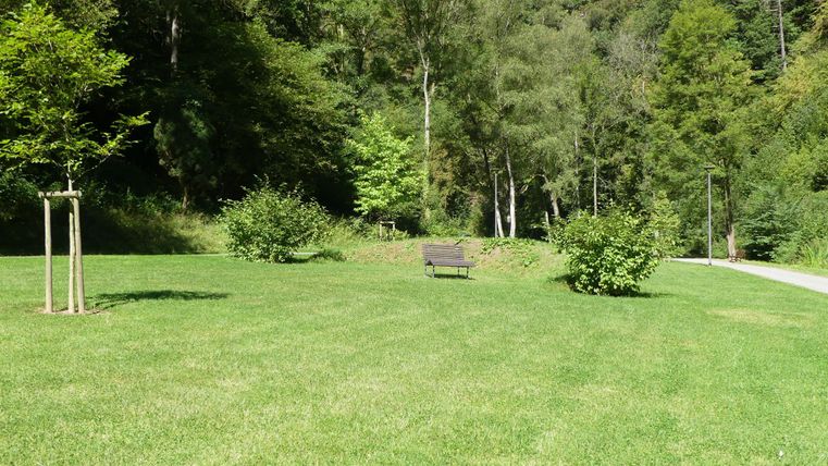 Eine ruhige Parklandschaft mit grünem Rasen und vereinzelten Bäumen. Eine Bank lädt zum Verweilen ein.