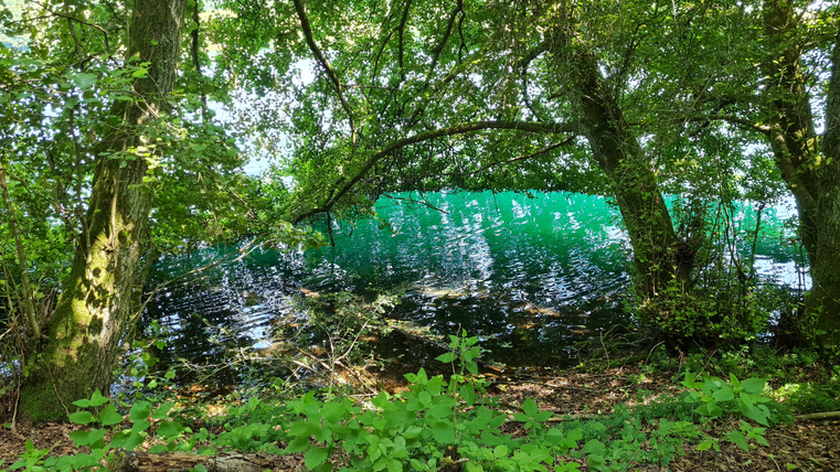 Ein ruhiger Teich, umgeben von üppigen Bäumen. Das Wasser hat eine grüne Tönung und reflektiert das Licht der Umgebung.