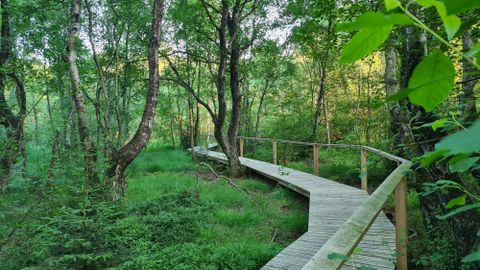 <p>Man sieht einen Holzsteg, der sich kurvenförmig durch eine Waldlandschaft schlängelt. Der Steg besteht aus etwa ein Meter langen und fünf Centimeter breiten Holzlatten. An der rechten Seite befindet sich ein Holzgeländer. Auf dem Boden des Moores wachsen Gräser, einige Fichtenfindlinge und kleine Sträucher.Außerdem sieht man Birken in verschiedenen Größen.</p>