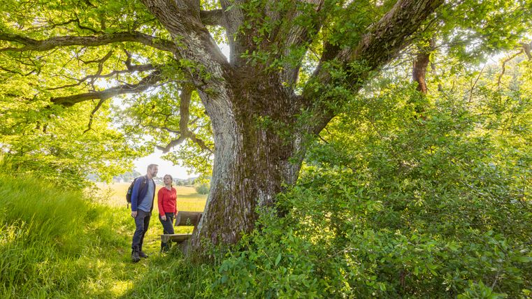Zwei Personen stehen unter einem großen Baum auf einem Wanderweg.