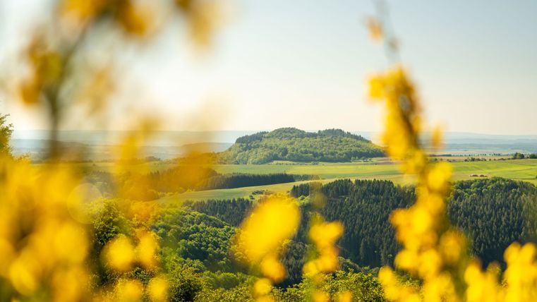 Blick auf eine grüne Hügellandschaft mit gelben Blumen im Vordergrund.